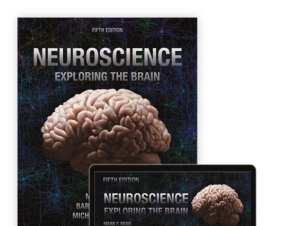 Neuroscience Exploring the Brain Test Bank – Mark Bear 5th Edition Cover
